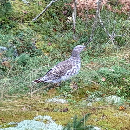 Western Capercaillie