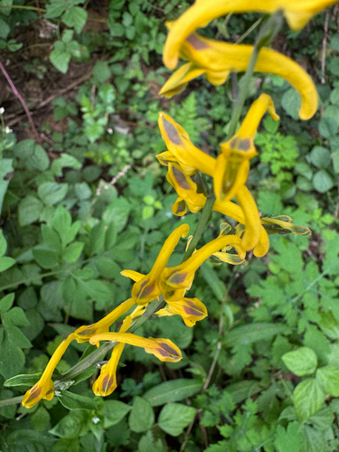 upright yellow corydalis