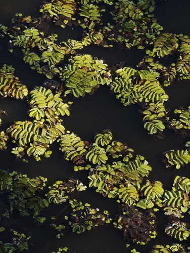 Salvinia natans, photograph 5