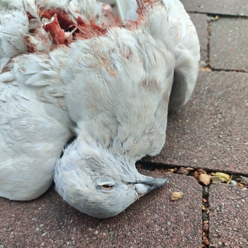 Feral Pigeon