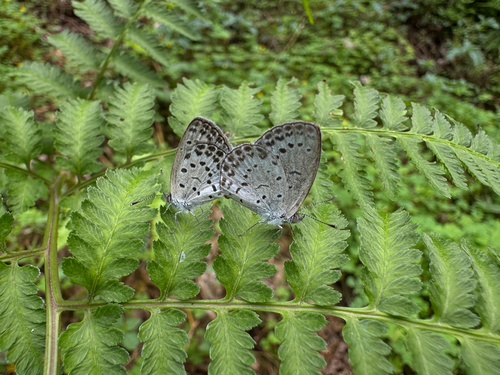 Pale Grass Blue