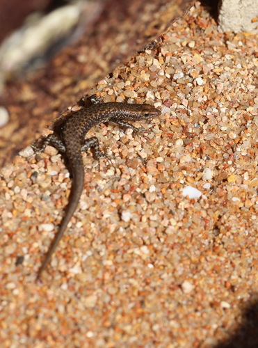 Cryptoblepharus litoralis, 2026-07-10