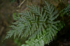Leptopteris hymenophylloides