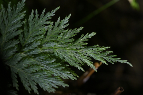 Leptopteris hymenophylloides, photograph 1