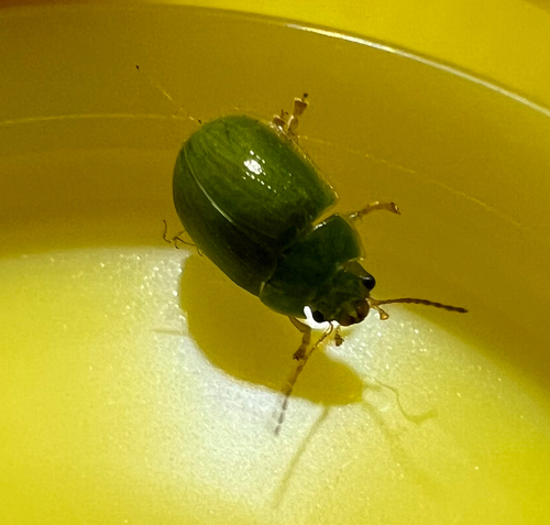 Lilly Pilly leaf beetle