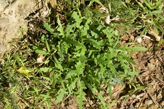 Senecio hispidulus