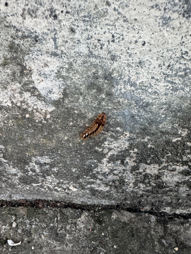 Knot Grass Moth