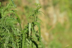 Senecio hispidulus, photograph (c) Christopher Stephens, some rights reserved (CC BY-SA)