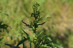 Senecio hispidulus, photograph (c) Christopher Stephens, some rights reserved (CC BY-SA)