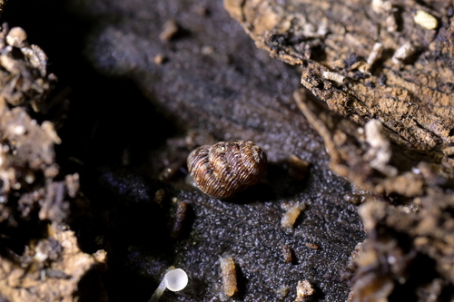 Phenacharopa novoseelandica, 2026-07-04