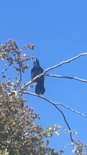Rook