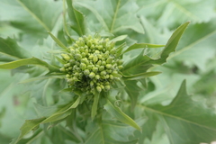 Sisymbrium loeselii