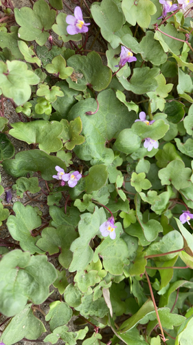 Ivy-leaved toadflax