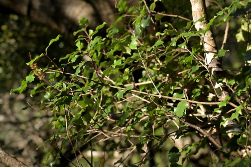 Pterophylla racemosa, photograph 4