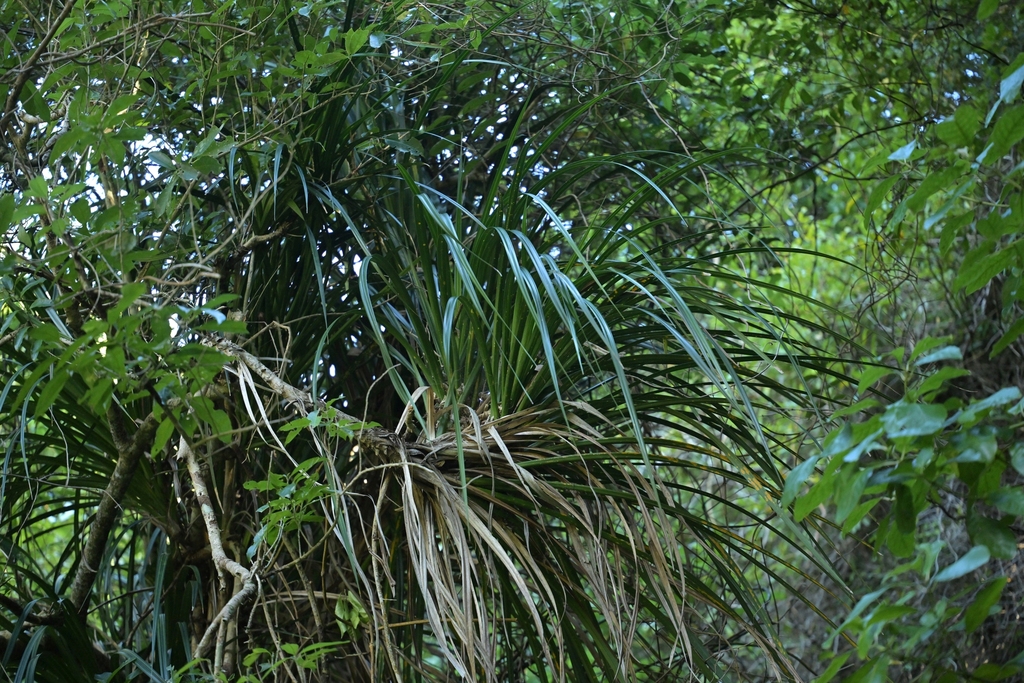 Freycinetia banksii; photograph (c) Christopher Stephens, some rights reserved (CC BY-SA)