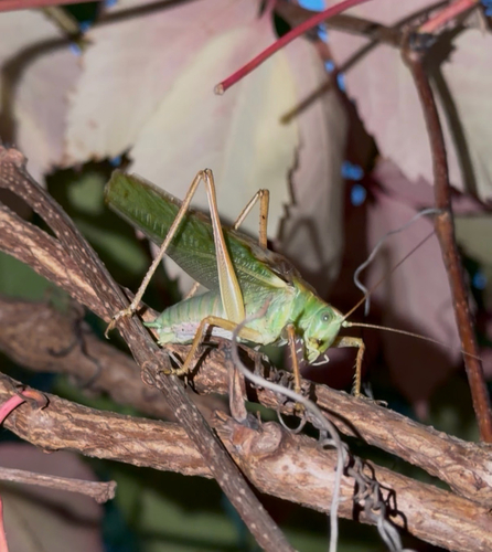 Great Green Bush-cricket