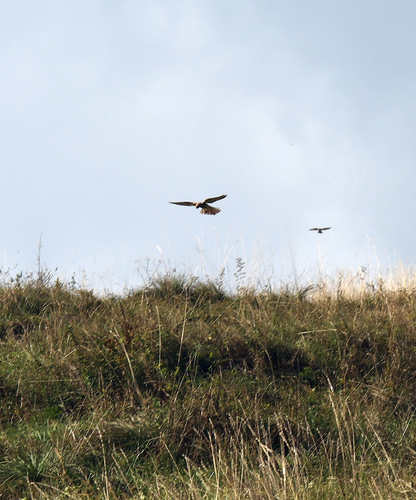 Eurasian Kestrel