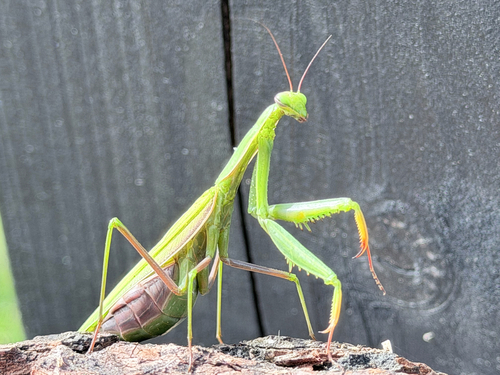 European Mantis