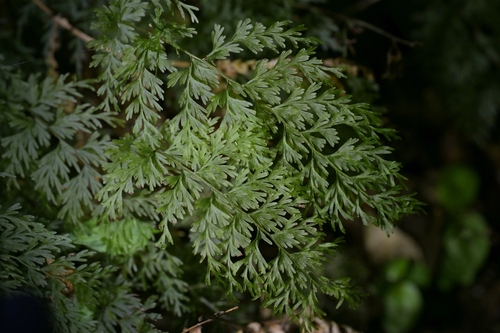 Hymenophyllum demissum, photograph 4