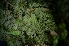 Hymenophyllum demissum, photograph (c) Christopher Stephens, some rights reserved (CC BY-SA)