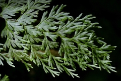 Hymenophyllum demissum, photograph (c) Christopher Stephens, some rights reserved (CC BY-SA)