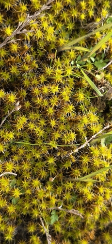 Sand-hill Screw-moss