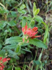 Castilleja affinis affinis