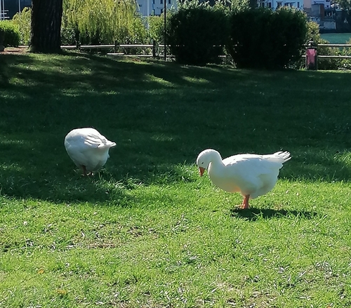 Domestic Greylag Goose
