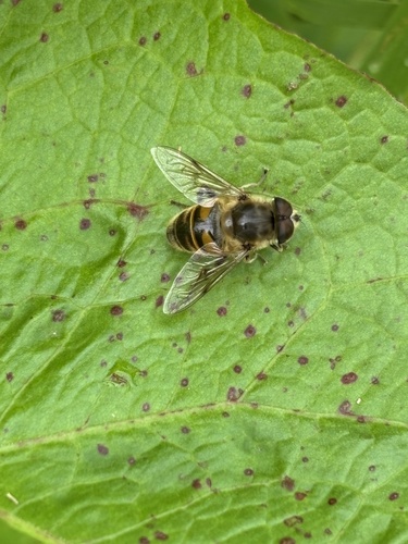 Common Drone Fly