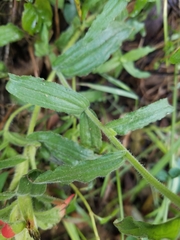 Castilleja affinis affinis