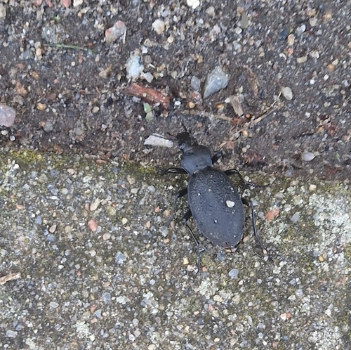 Leather Beetle