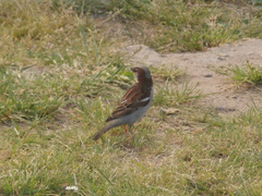 Passer domesticus