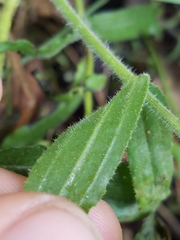 Castilleja affinis affinis