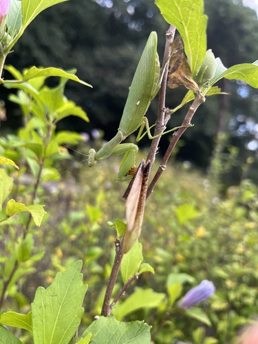 Giant Asian Mantis