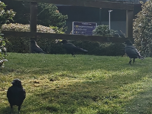 Carrion Crow