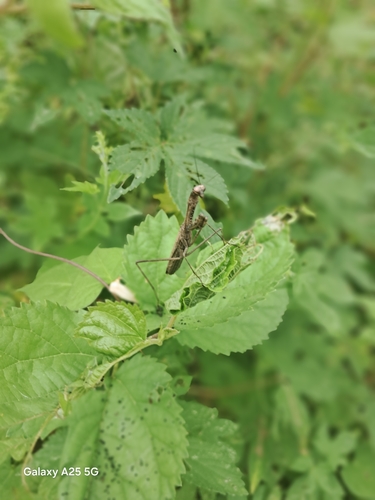 Asian Jumping Mantis