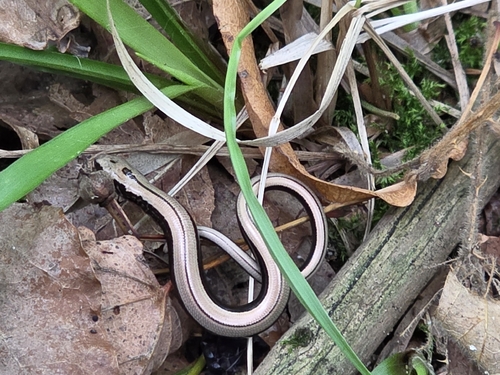 Common Slowworm