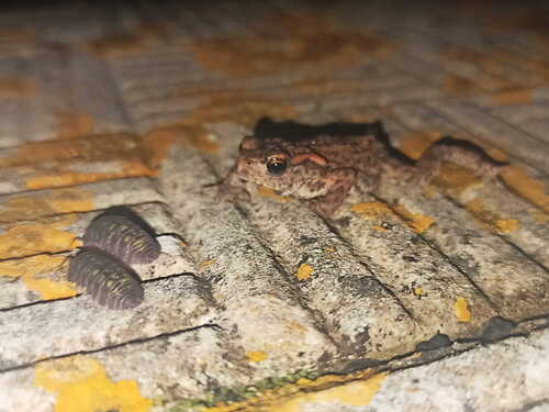 European Toad