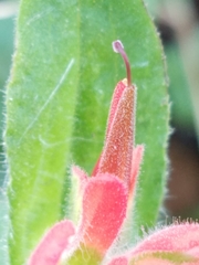 Castilleja affinis affinis