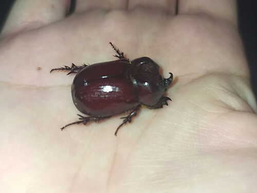 Phyllognathus excavatus