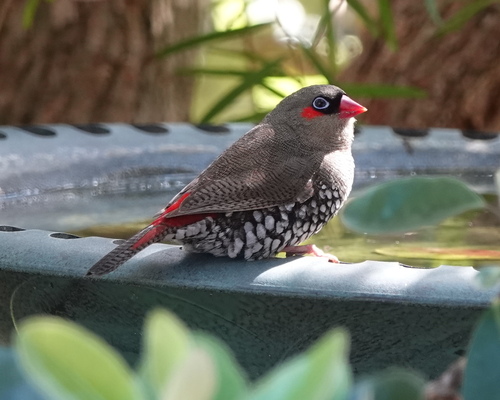 Red-eared Firetail