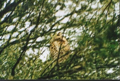 Bubo