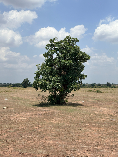 Butea monosperma observed 2026-09-14