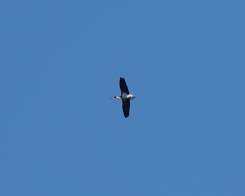 Straw-necked Ibis