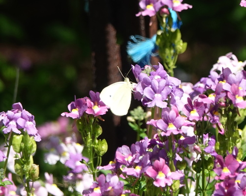 Small White