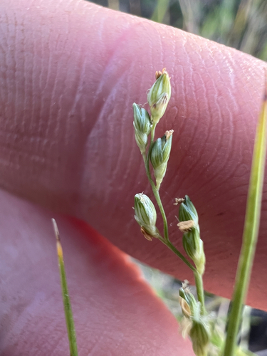 Setaria brownii observed 2026-09-17