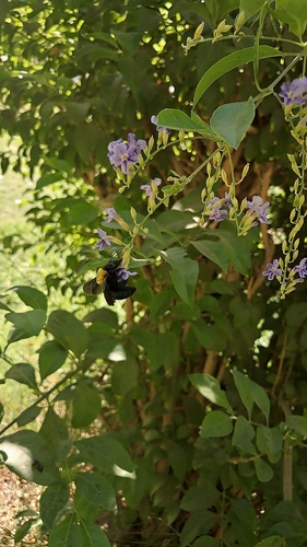 Pubescent Carpenter Bee