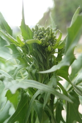 Sisymbrium loeselii