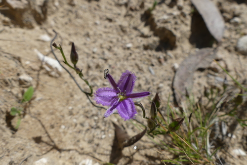 Twining Fringe-lily