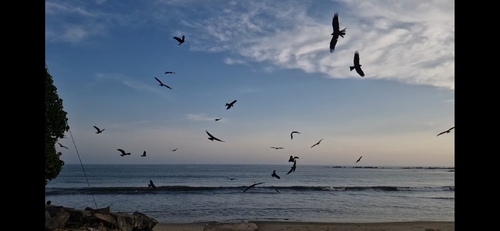 Black Kite